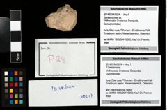 Foto (Objekt + Etikett) von ? Distefania sp.  (NHMW-GEO-2014-0194-0024)